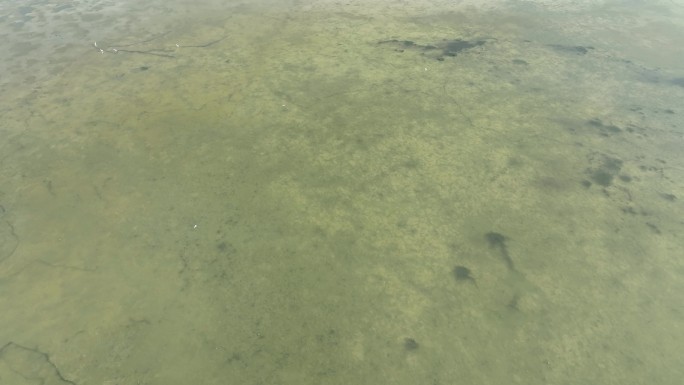 黑河湿地水库 候鸟鸟群飞翔 甘肃张掖