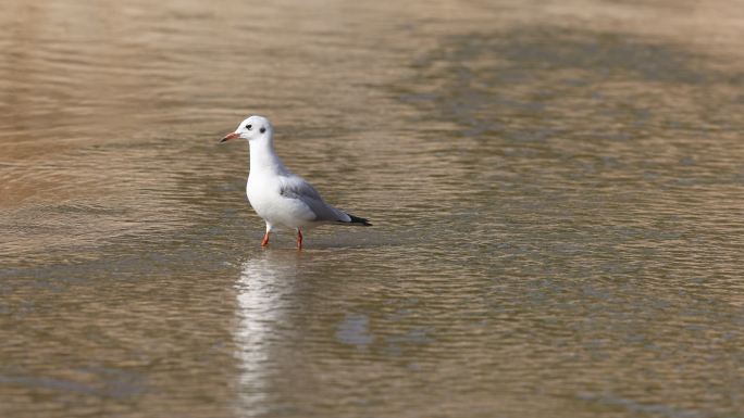 红嘴鸥在湖水中闲庭信步