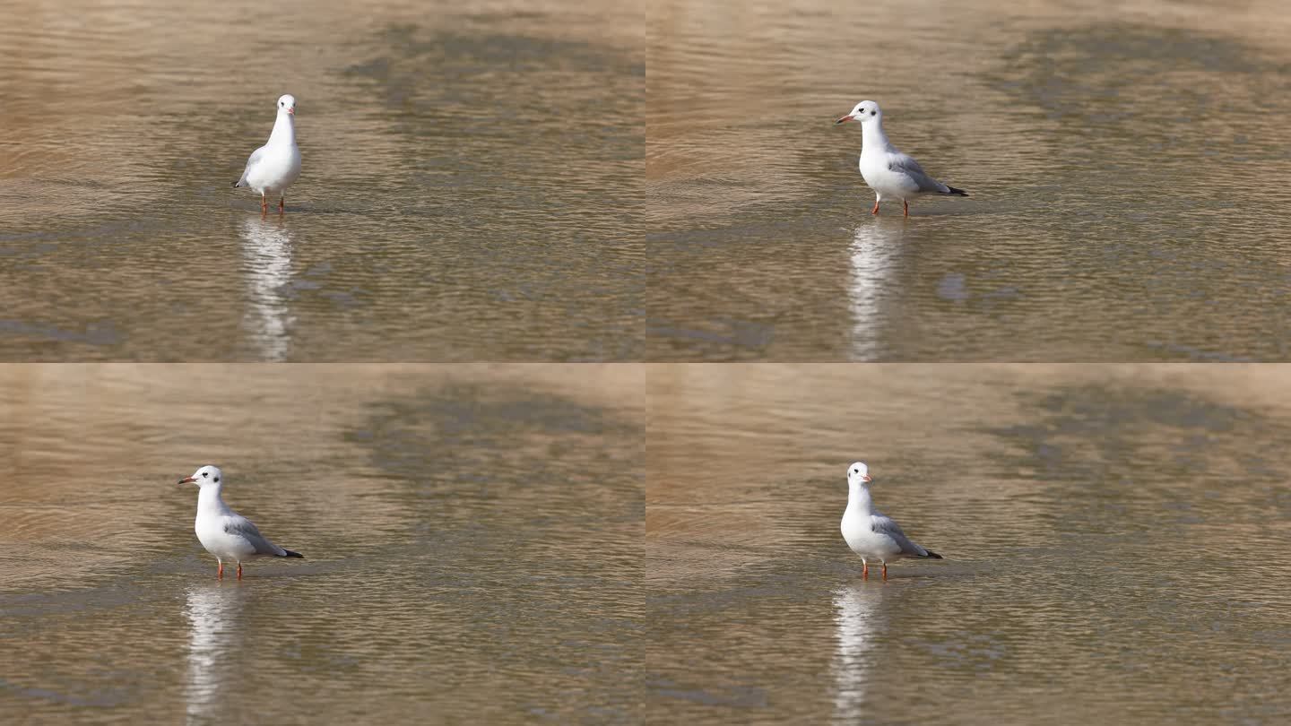 红嘴鸥在湖水中闲庭信步