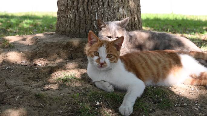 晴天午后猫猫树影下慵懒的睡觉