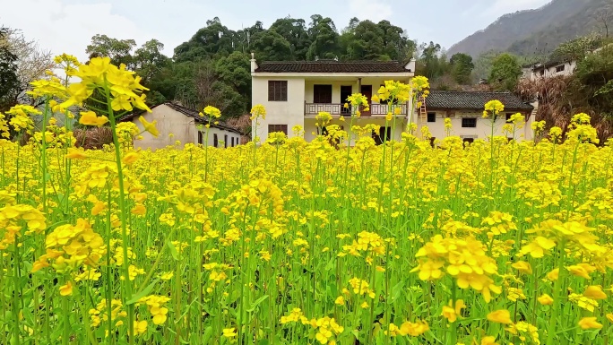 皖南油菜花