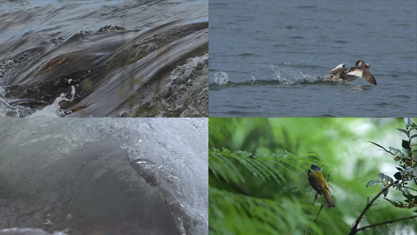 水瀑布流水溪流水鸟