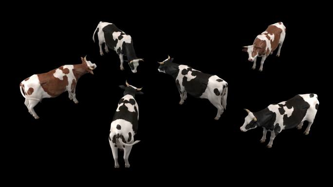 奶牛休闲动画  奶牛群 奶牛 奶牛动画