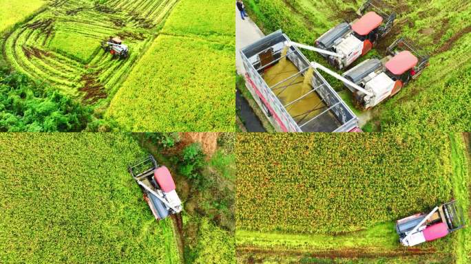 航拍收割机割稻子稻谷丰收机械化生产