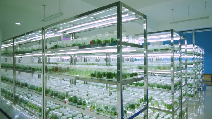 植物种子研究所生物实验室植物培育