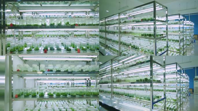 植物种子研究所生物实验室植物培育
