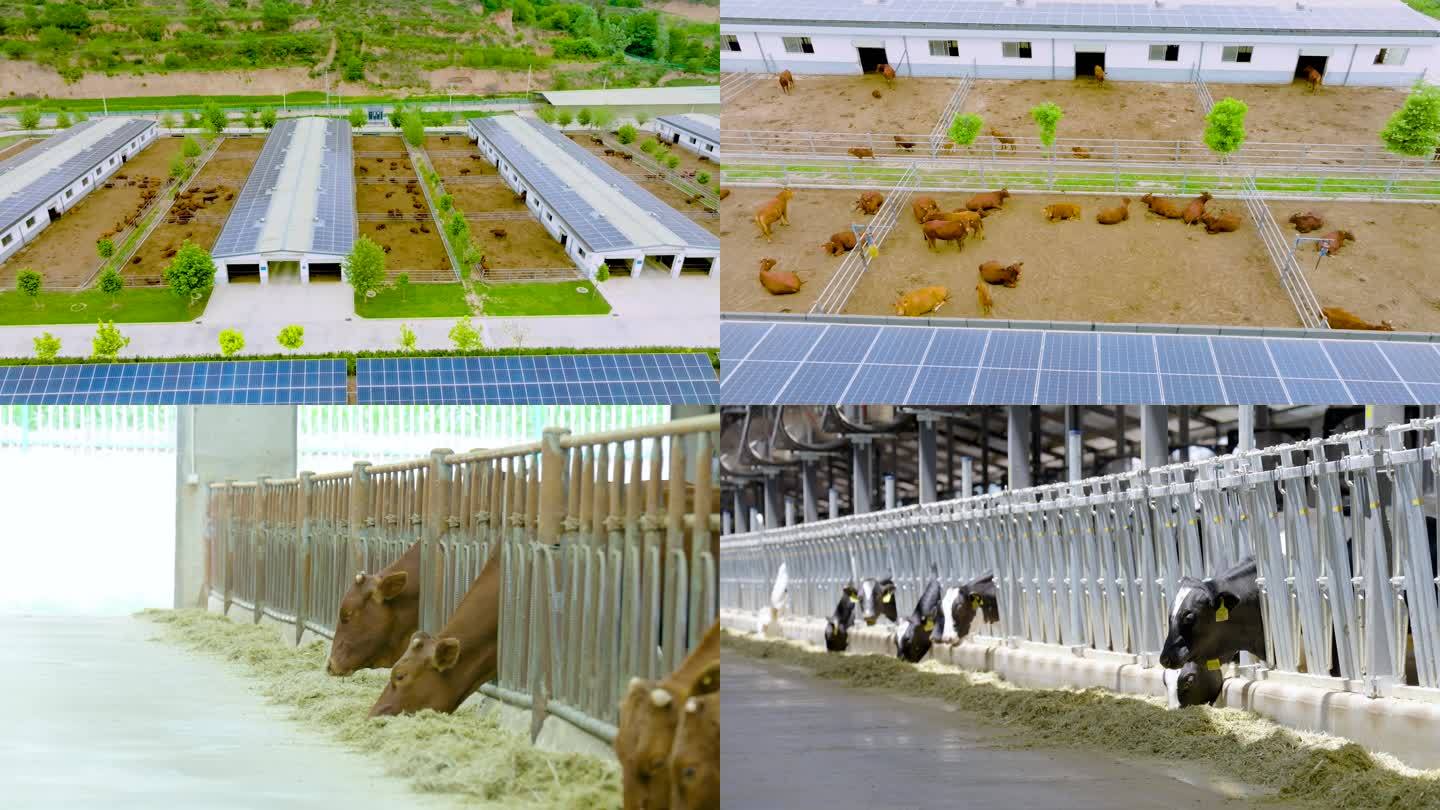 肉牛规模化养殖厂