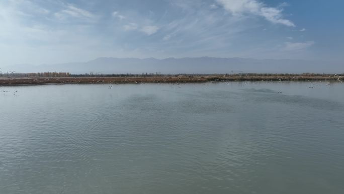 黑河湿地水库 候鸟鸟群飞翔 甘肃张掖