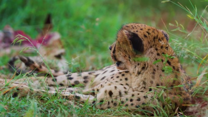 一只东北非洲猎豹(非洲豹)在吃了羚羊的肉后休息
