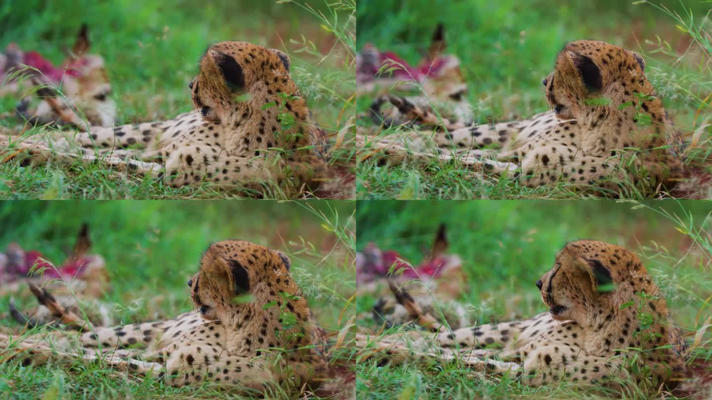 一只东北非洲猎豹(非洲豹)在吃了羚羊的肉后休息