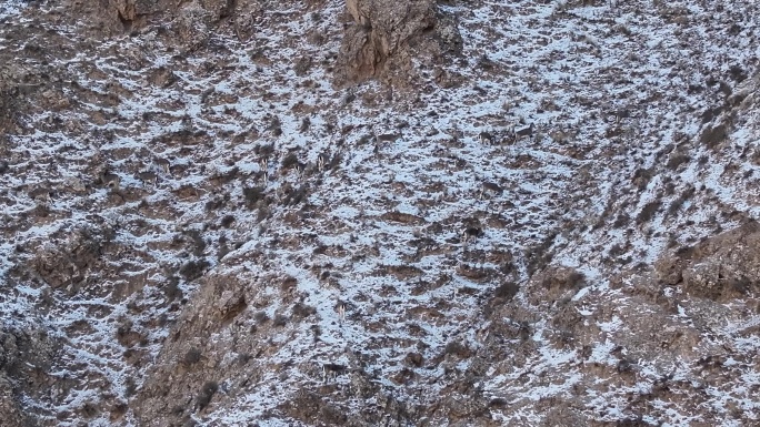 岩羊 雪山 祁连山 山间 野生动物