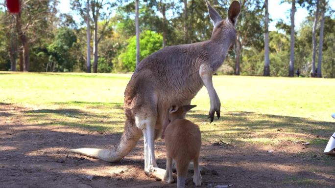 小袋鼠在白天从红袋鼠妈妈的育儿袋里喝奶，澳大利亚本土野生动物物种的特写镜头。