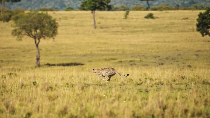 猎豹快速奔跑，狩猎追逐猎物，非洲野生动物在马赛马拉，肯尼亚，非洲大草原马赛马拉，惊人的自然动物行为和