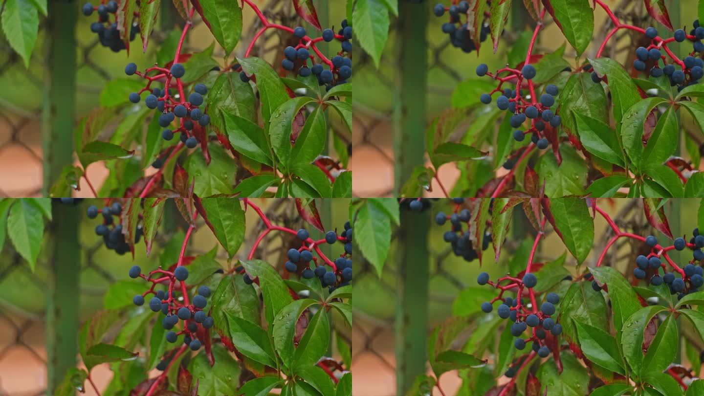 金属栅栏覆盖着弗吉尼亚爬山虎，孤雌蛇蝎，五叶常青藤装饰开花藤与成熟的蓝葡萄浆果