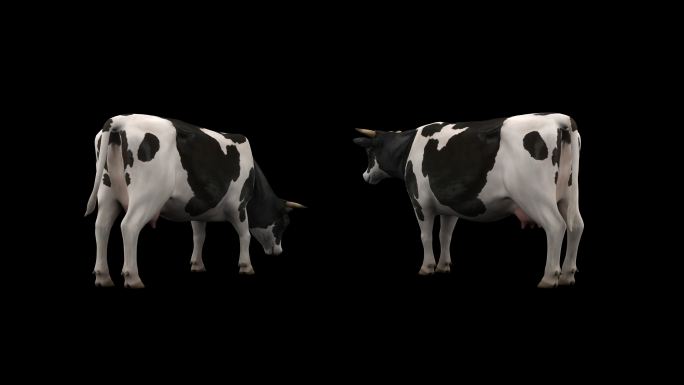 奶牛 奶牛休闲动画 奶牛吃草动画