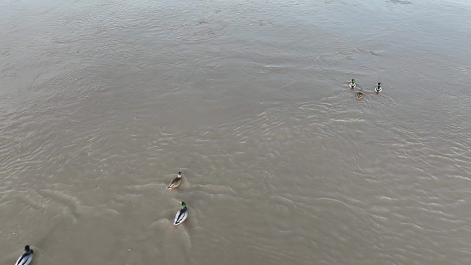 黑河湿地水库 候鸟鸟群飞翔 甘肃张掖