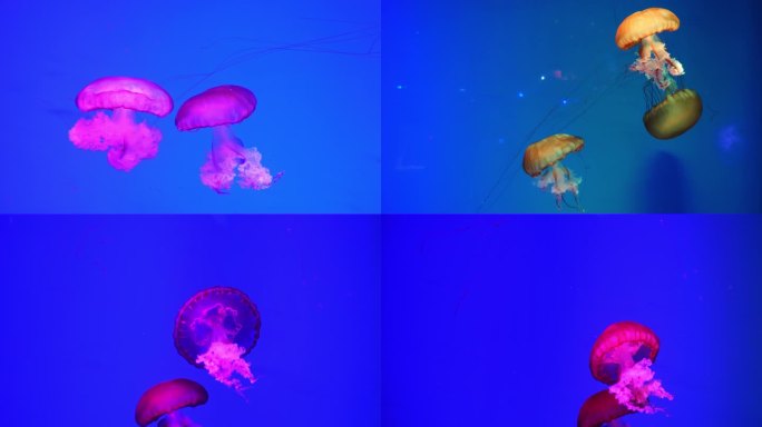 海刺水母 水母 浮游生物 海洋馆 水族馆