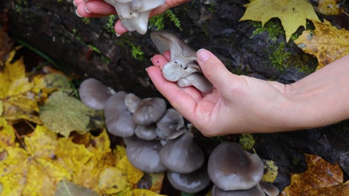 在秋天的公园里采集小牡蛎。一个女孩在森林里寻找野生植物。蘑菇篮子