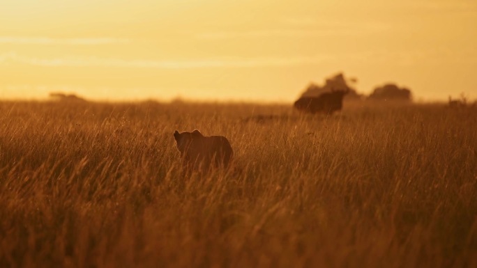 非洲狮子狩猎的慢动作，肯尼亚长草大草原橙色日落中猎杀角马的母狮，马赛马拉野生动物园动物，在黄金时间日