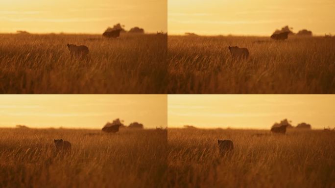 非洲狮子狩猎的慢动作，肯尼亚长草大草原橙色日落中猎杀角马的母狮，马赛马拉野生动物园动物，在黄金时间日