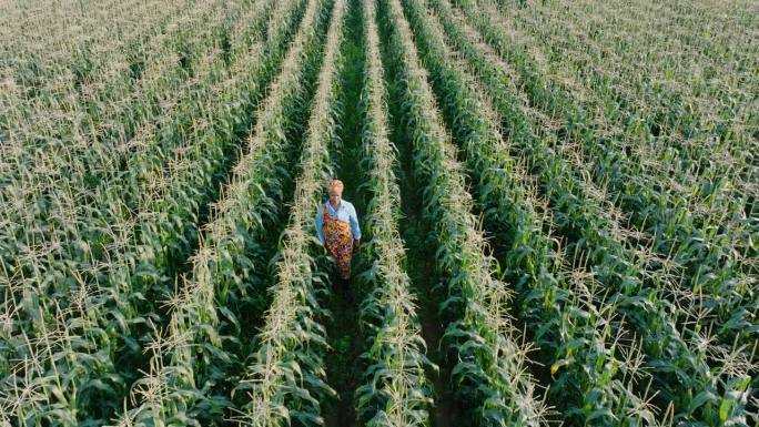 天线。身穿传统服装的非洲黑人女农民在非洲的一大片玉米作物中检查玉米