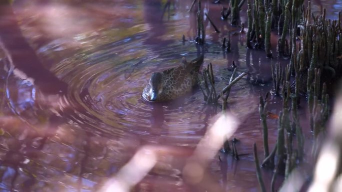 在红树湿地的高盐度粉色水道中发现的灰蓝绿色涉水鸭，在旱季觅食水生无脊椎动物，蓝绿藻繁盛。