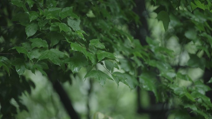 雨天