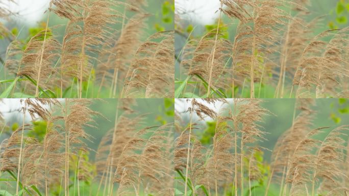 农村河边的芦苇随着微风摇摆