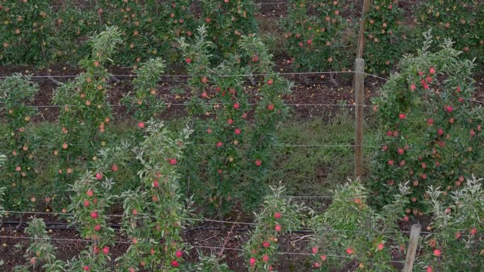 鸟瞰不列颠哥伦比亚省奥肯那根:一架无人机对郁郁葱葱的苹果园的看法
