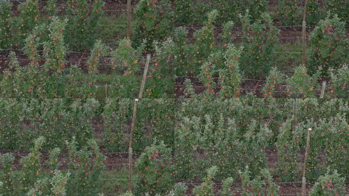 鸟瞰不列颠哥伦比亚省奥肯那根:一架无人机对郁郁葱葱的苹果园的看法