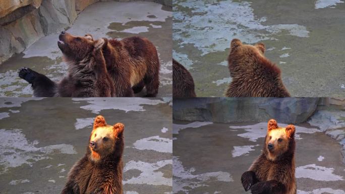 熊 棕熊 狗熊 海洋馆 动物园 野生动物