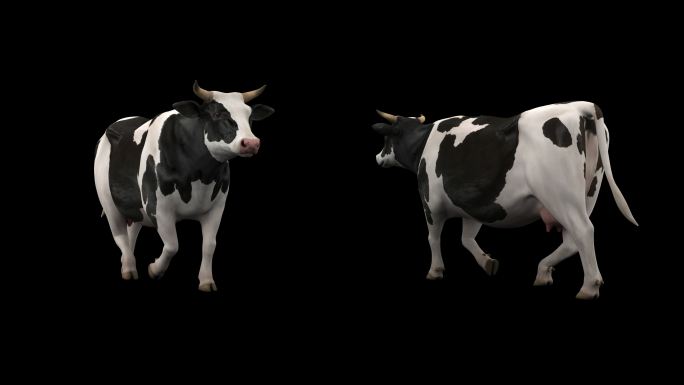奶牛 奶牛动画 3D奶牛 3D动画奶牛
