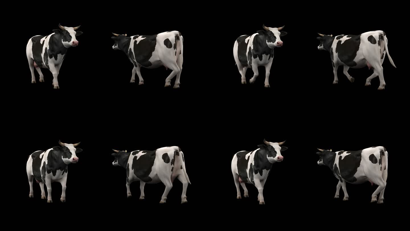 奶牛 奶牛动画 3D奶牛 3D动画奶牛