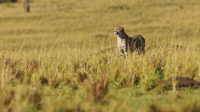 非洲猎豹狩猎，马赛马拉的非洲野生动物，在肯尼亚马赛马拉北部野生动物园的狩猎中跟踪和追逐猎物，令人惊叹