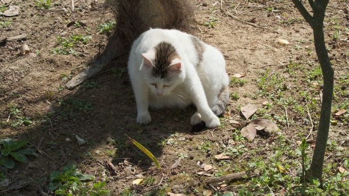 春天公园里的怀孕流浪母猫