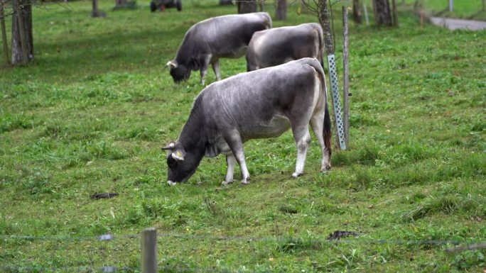 瑞士小镇草地上奶牛的风景。