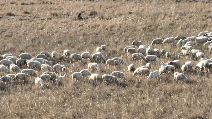 放牧羊群