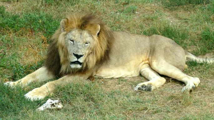 狮子的下午休息雄狮非洲狮狮王
