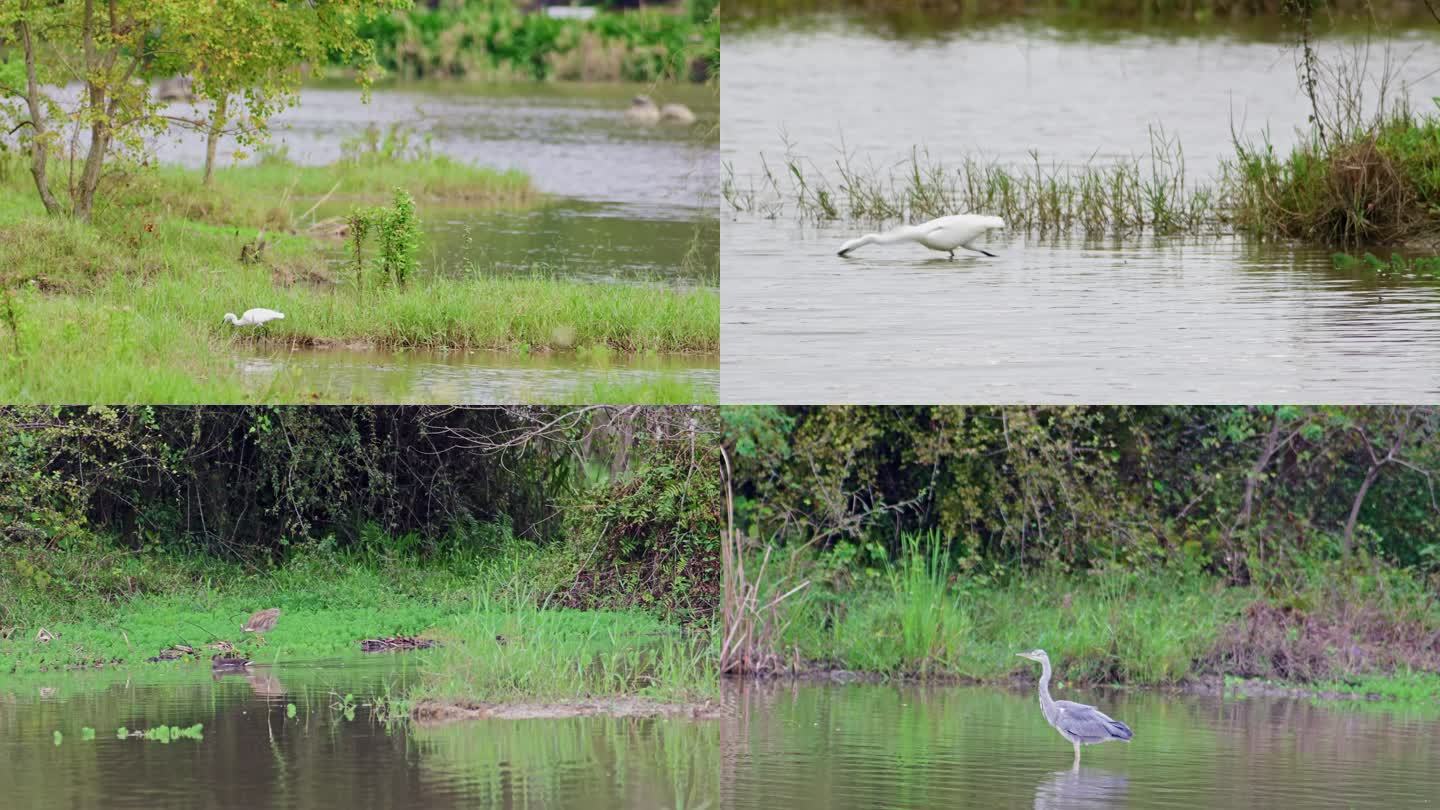 河流湿地觅食的鸟类白鹭灰鹭