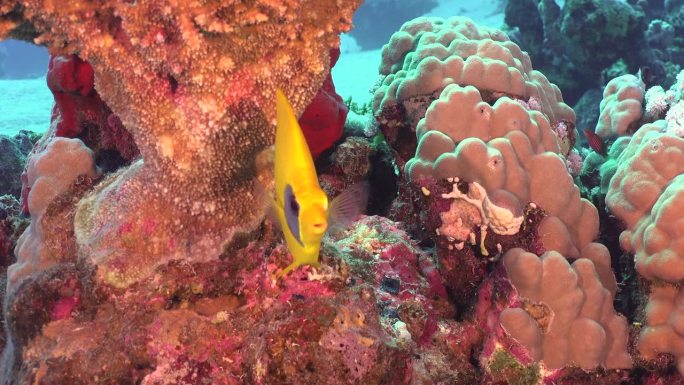 珊瑚礁上的单黄蝴蝶鱼