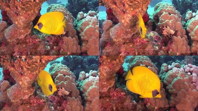 珊瑚礁上的单黄蝴蝶鱼