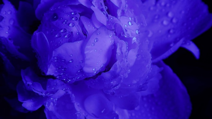 蓝色的光美丽的大牡丹花蕾与水珠在黑色的背景特写