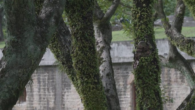 透过青苔树看台湾荷比堡石墙