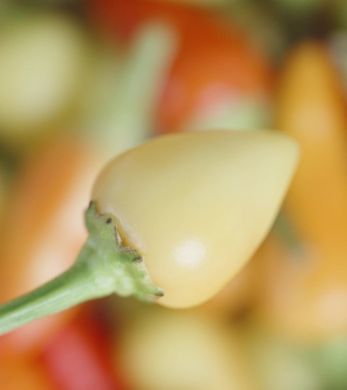 垂直视频。一个迷迭香品种的绿色迷你辣椒，在各种辣椒的背景下旋转，特写镜头。