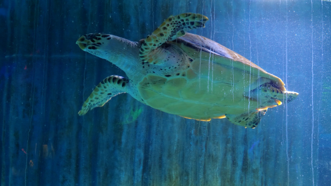 海龟 大海龟 海洋馆 水族馆 海洋生物