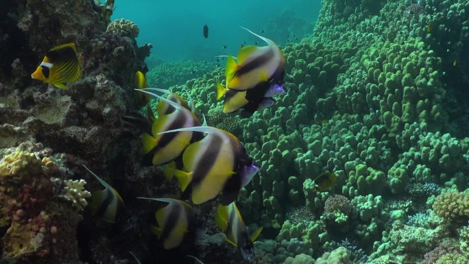 一群旗鱼靠近珊瑚礁