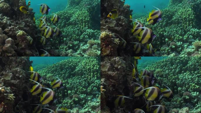 一群旗鱼靠近珊瑚礁