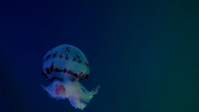海刺水母 水母 浮游生物 海洋馆 水族馆
