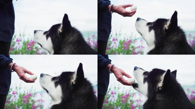 给阿拉斯加雪橇犬喂食蛋的人。特写镜头