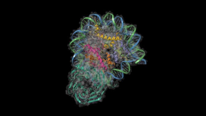 与核小体结合的视网膜母细胞瘤结合蛋白5(绿色)的低温电镜结构